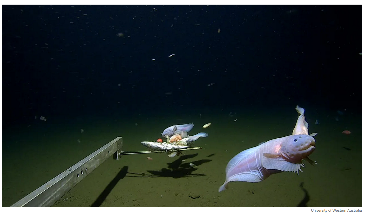 Ученые засняли самую глубокую в истории рыбу на морском дне у берегов Японии!!!