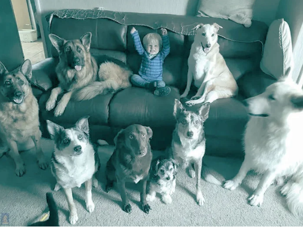 Как мне удалось собрать 17 животных в одном месте. Фотографии впечатляют