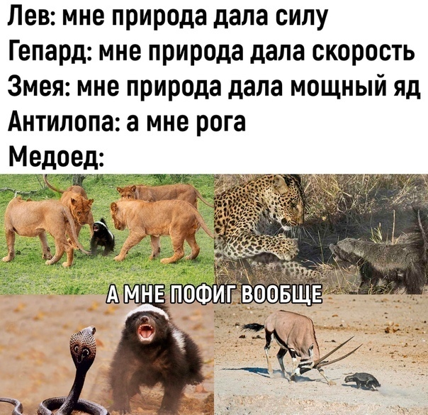 МЕДОЕДУ неважно на кого нарываться! Он самый зверский хищник в лесу!