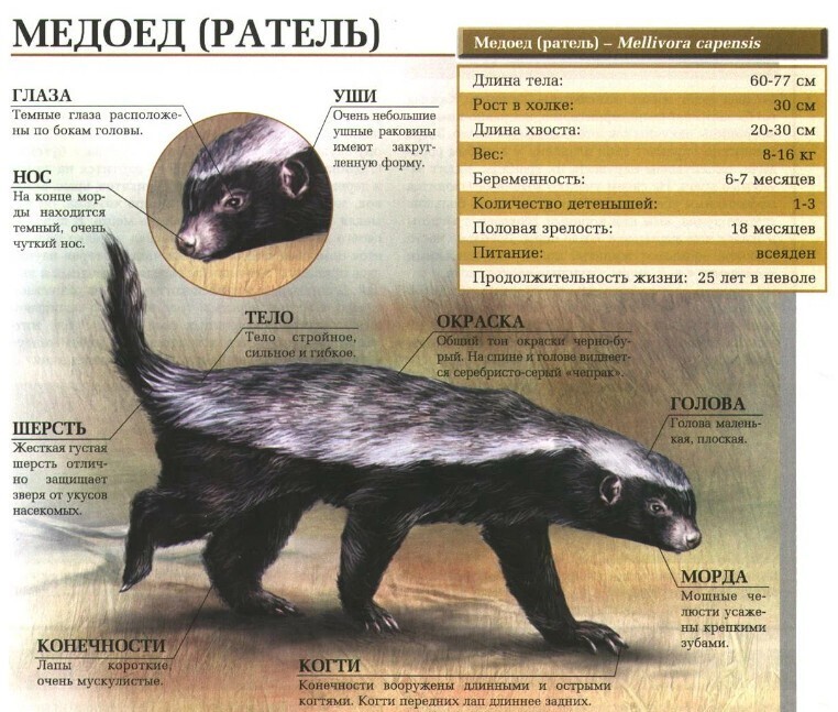 МЕДОЕДУ неважно на кого нарываться! Он самый зверский хищник в лесу!