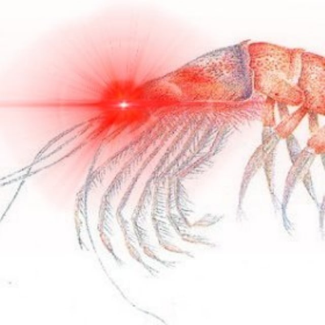 Неуловимый крипто-кит Joe007