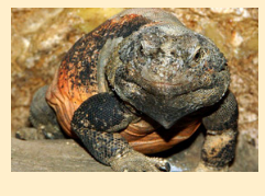 Игуана - западная чаквалла