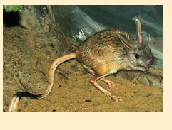 Большой тушканчик