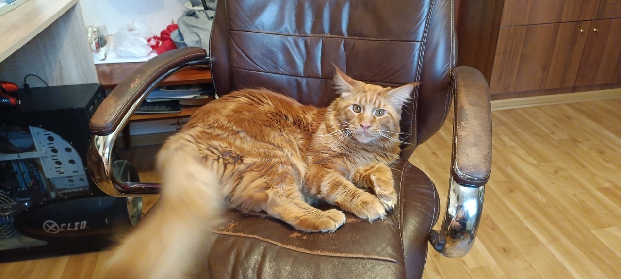 О породах кошек которые прекрасно ладят с детьми