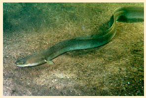 Угорь. Рыба-феномен