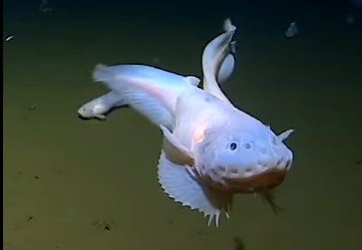 Ученые зафиксировали на камеру самую глубоководную рыбу