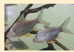 Рыбы и их размножение