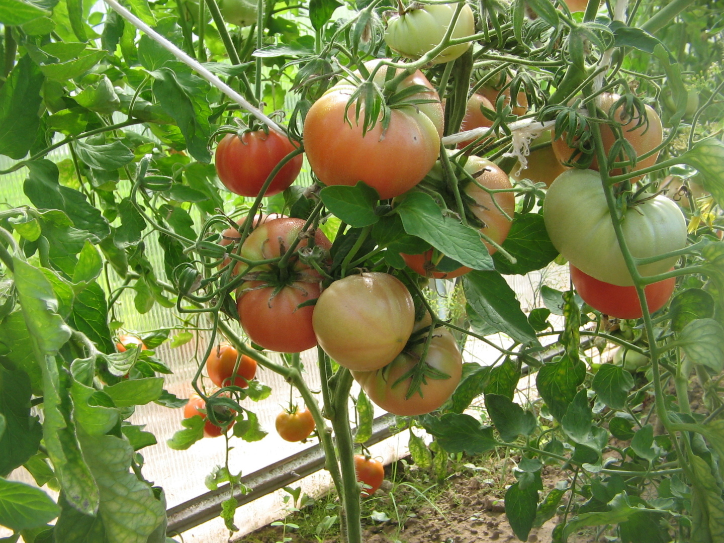 Жизнь без лекарств... Полезные свойства томатов