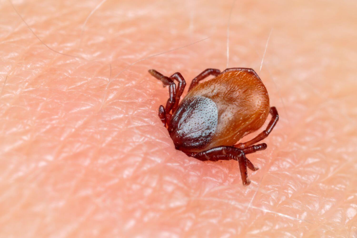 Клещи проснулись. Чем опасны эти насекомые?