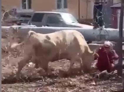 Вот это корова