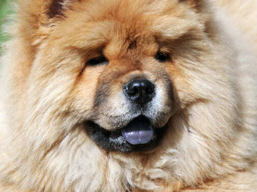 Редкие и интересные породы собак