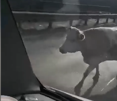 Вот это корова