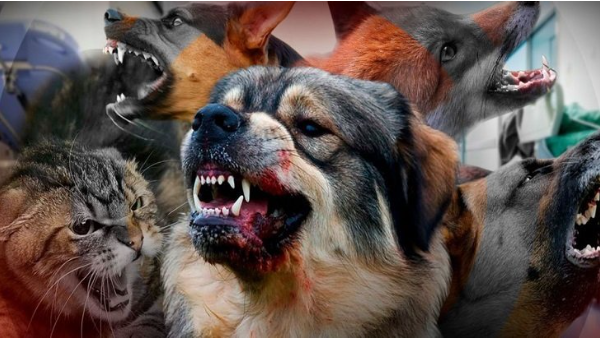 Животные больные бешенством | Симптомы бешенства