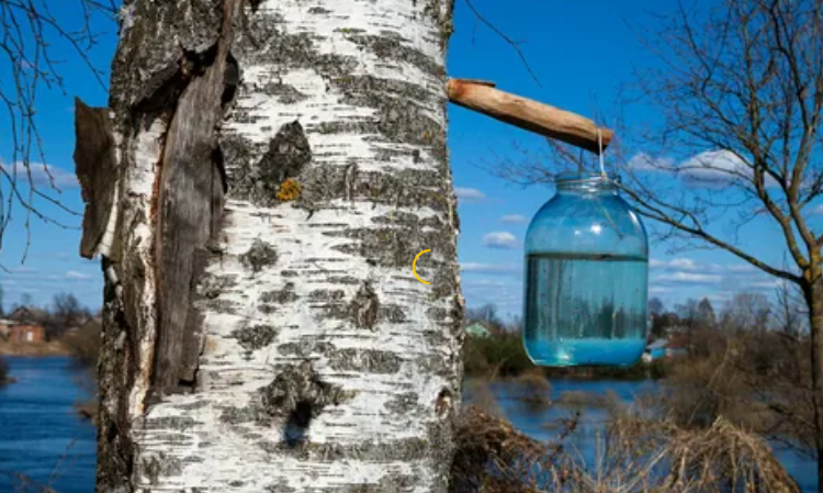 Березовый сок: полезные свойства и преимущества для организма.