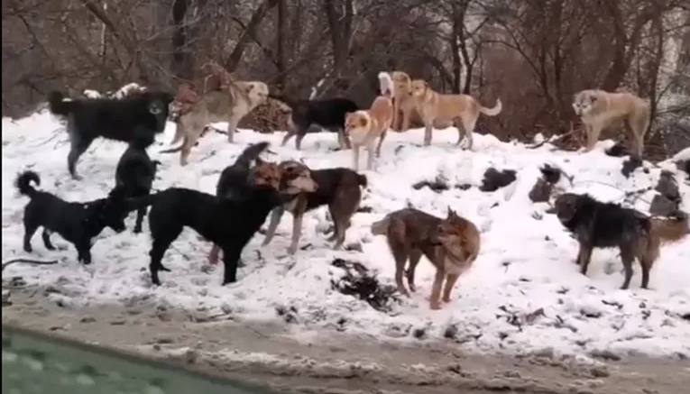 Четвероногие друзья. Собачки-людоеды