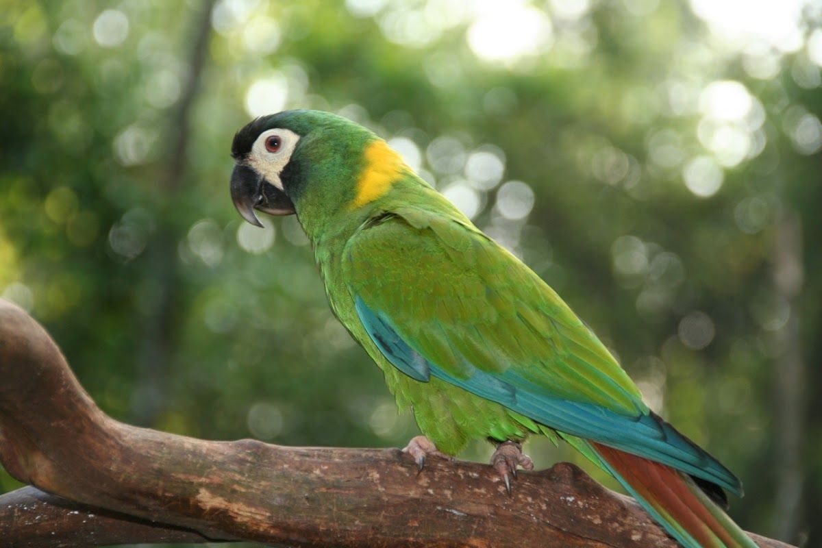 Mini Macaw