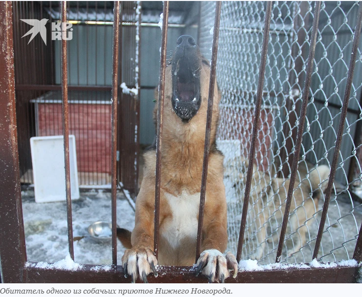 Четвероногие друзья. Собачки-людоеды