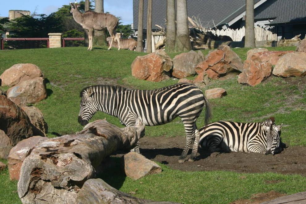 Зоопарк Сан-Франциско теперь предлагает занятия йогой с жирафами и зебрами!