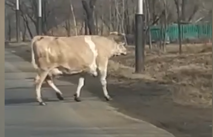 Вот это корова