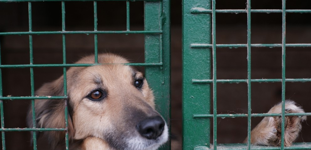 Чем собака из приюта лучше домашней/породистой? Преимущества. Не покупайте друга!