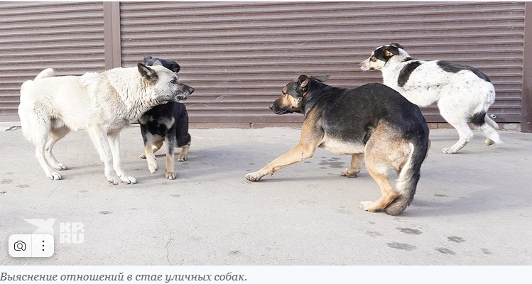 Четвероногие друзья. Собачки-людоеды