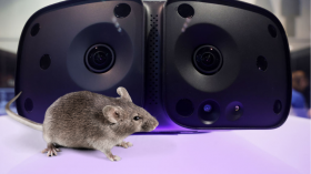 Лабораторные мыши, подключенные к виртуальной реальности с помощью сахарной воды, помогают экспертам в новом открытии долговременной памяти