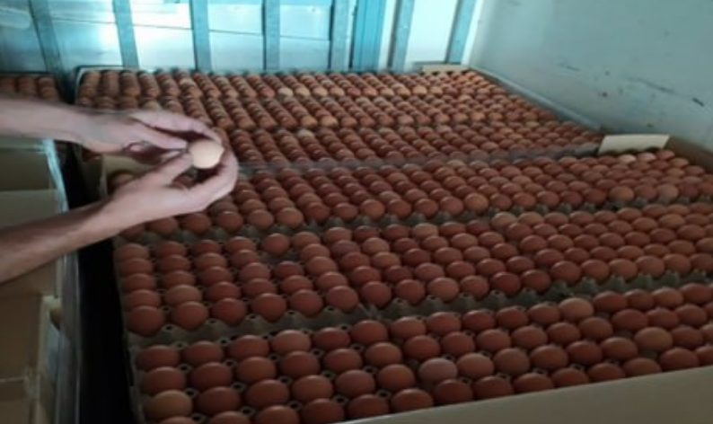 Почему яйца дорожают в Греции и Европе