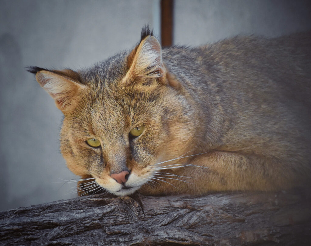 «Врачи лечат людей, а ветеринары лечат человечество»