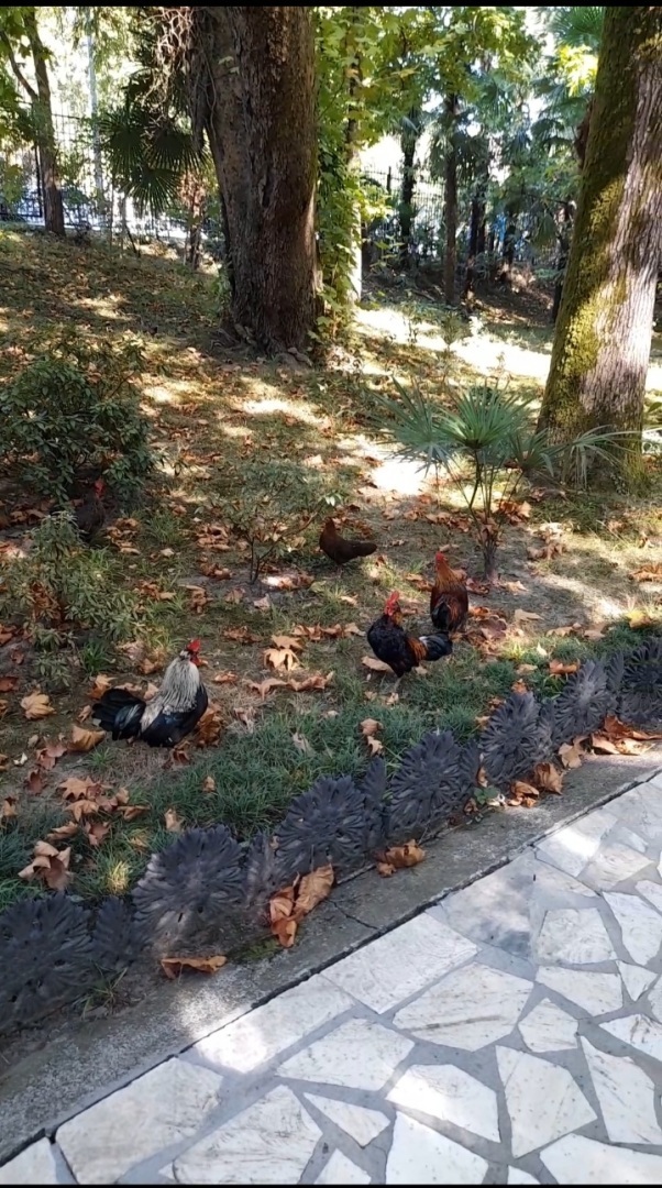Сочинский дендрарий. Мои воспоминания, продолжение.
