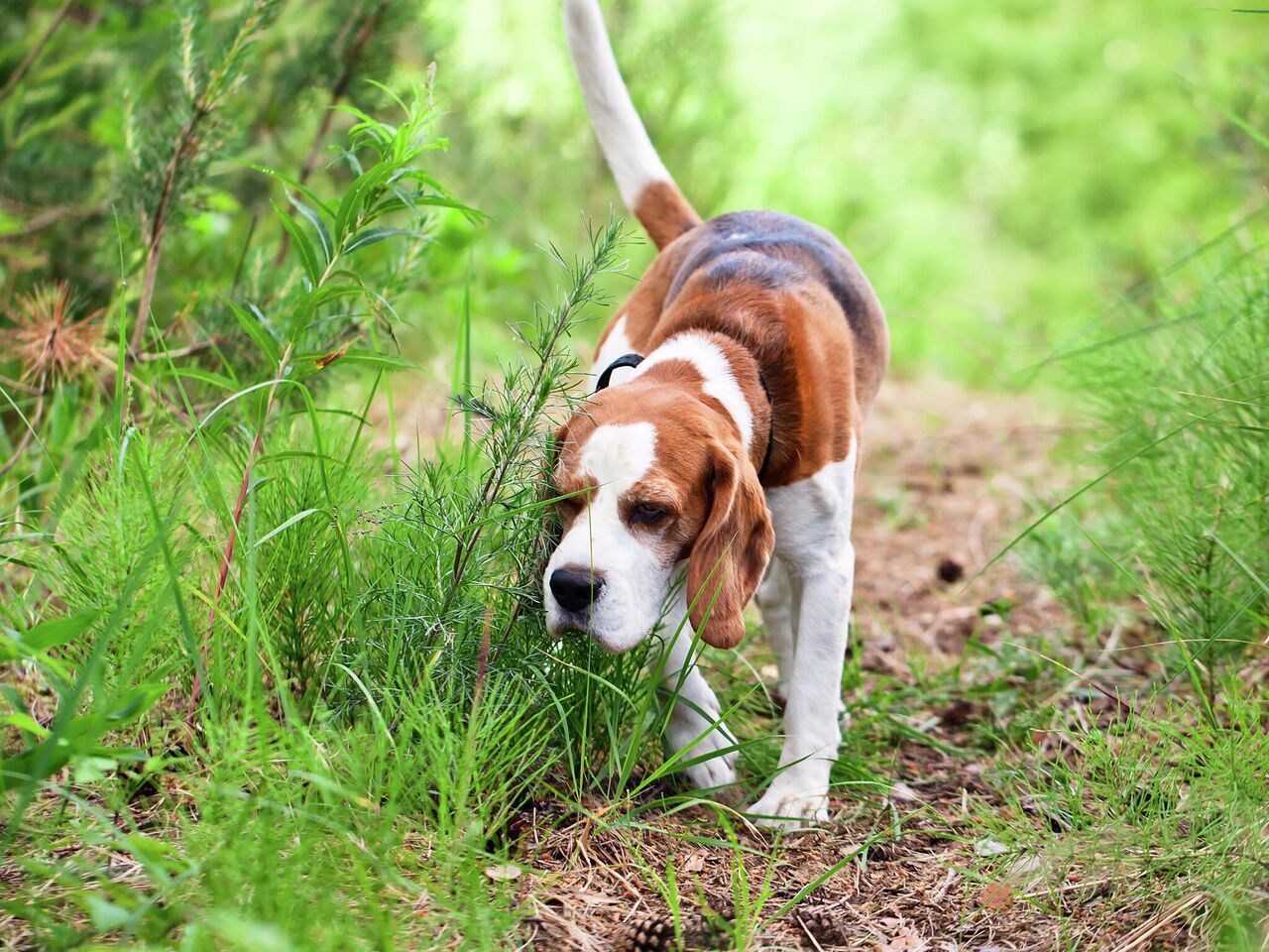 Факты про собак, а Вы знали?
