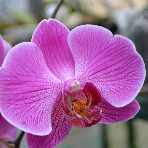 Исцеляющая сила комнатных растений