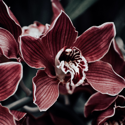 5 простых советов по уходу за орхидеями, которые вы обязательно должны знать