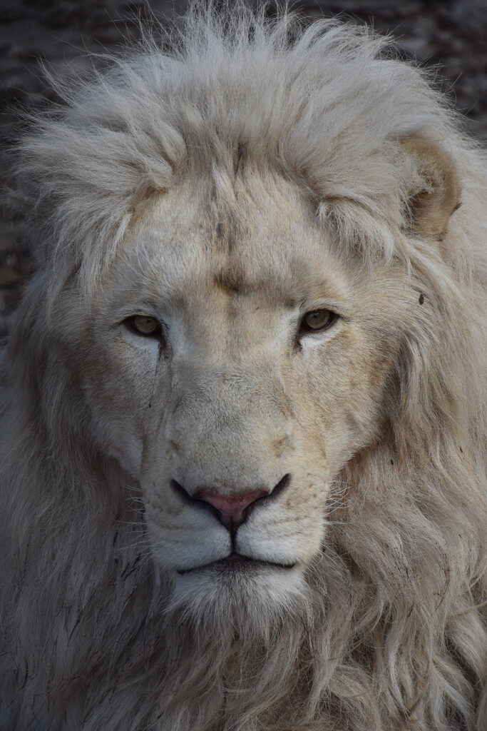 «Врачи лечат людей, а ветеринары лечат человечество»