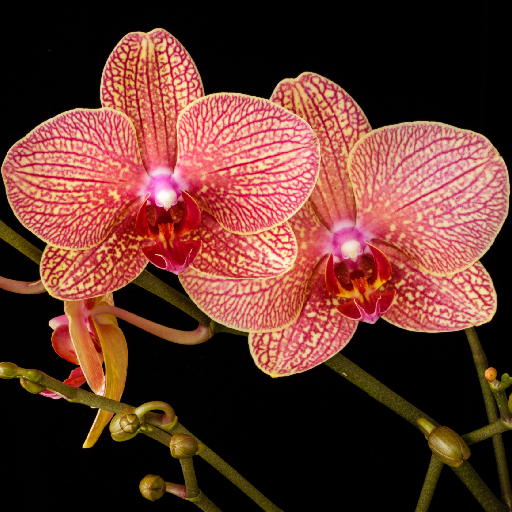 5 простых советов по уходу за орхидеями, которые вы обязательно должны знать