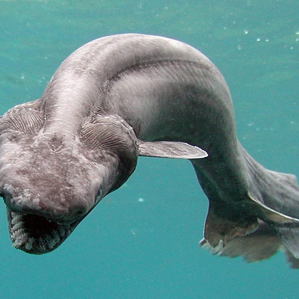 ...Имеется свой "чужой"