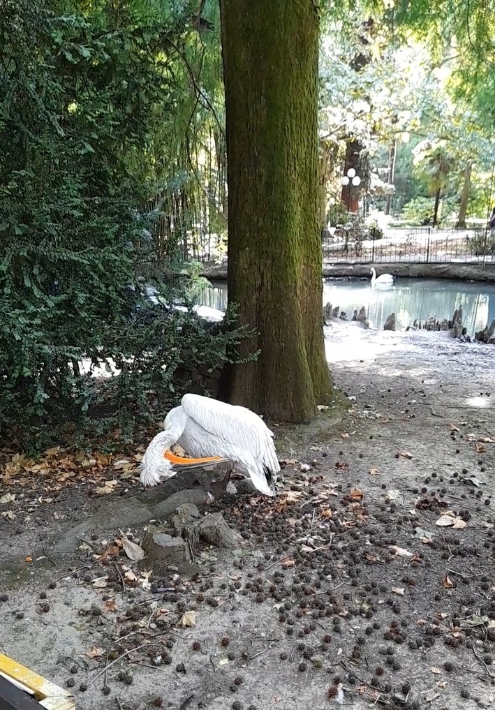 Сочинский дендрарий. Мои воспоминания, продолжение.