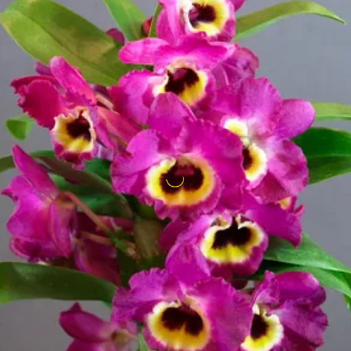 Секреты успешного процесса размножения орхидей