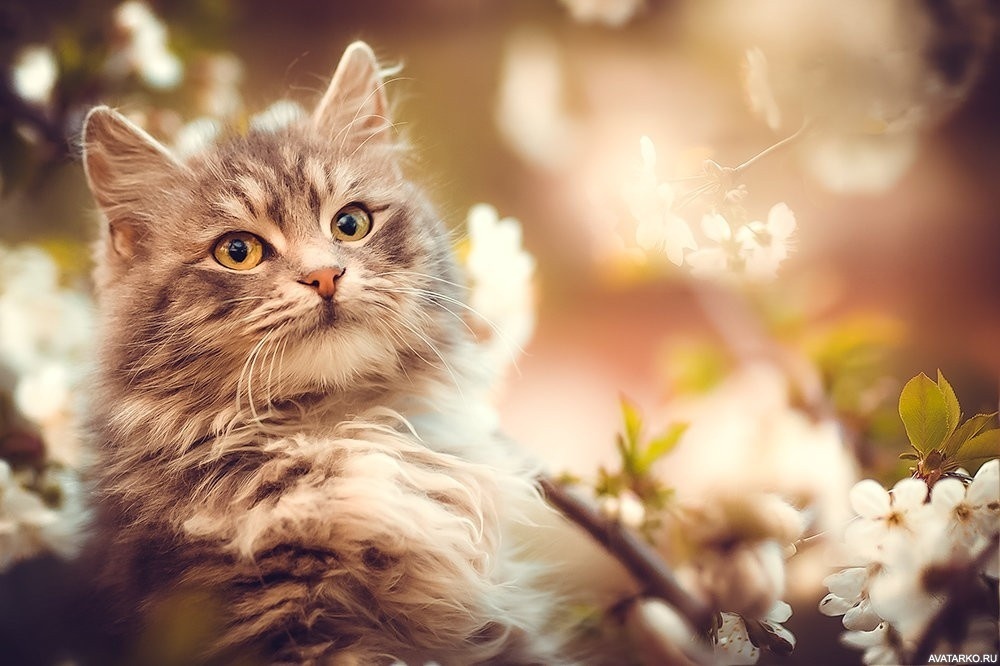 "Мой ласковый и нежный зверь..."