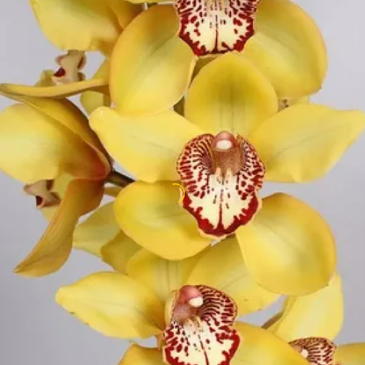 Секреты успешного процесса размножения орхидей