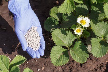 Как правильно ухаживать за клубникой весной, чтобы летом был богатый урожай