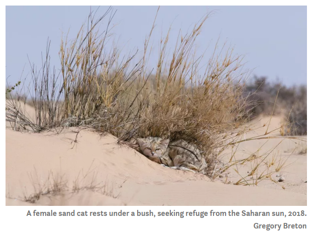 Марокканские крошечные песчаные кошки демонстрируют поведение, никогда ранее не встречавшееся у диких кошек.