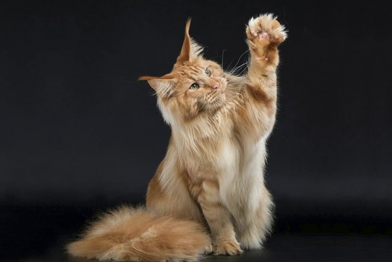 Его величество-Мейн Кун