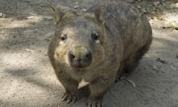 Открытие вомбата, единственного в мире вида животных, обладающего особой особенностью