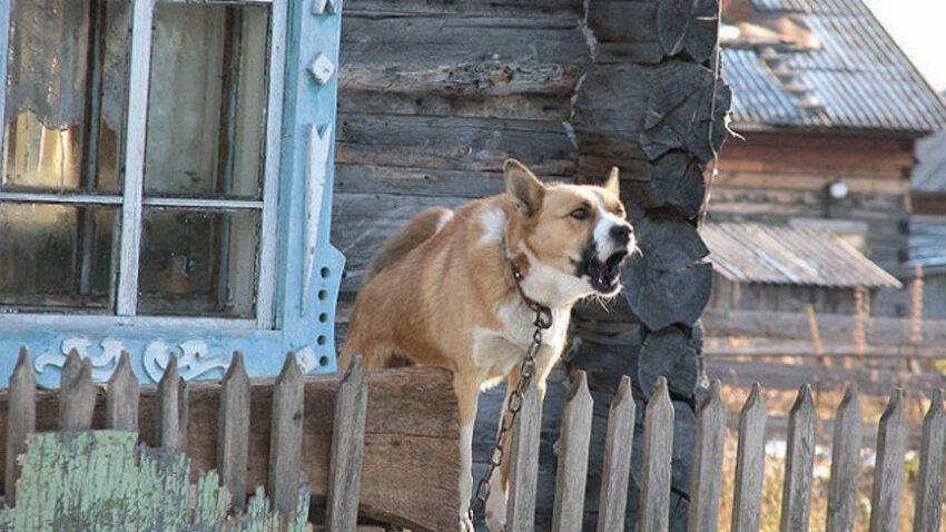 За громкий лай соседских собак можно взыскать компенсацию морального вреда.