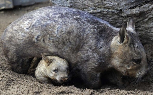 Открытие вомбата, единственного в мире вида животных, обладающего особой особенностью