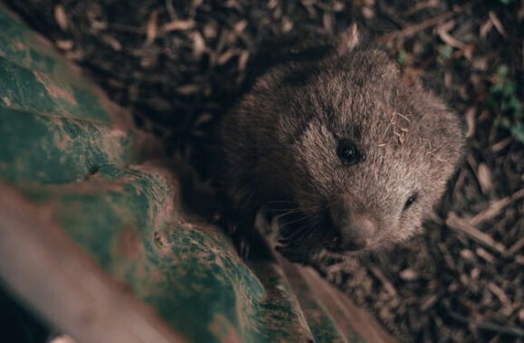 Открытие вомбата, единственного в мире вида животных, обладающего особой особенностью