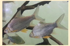 Первый аквариум для неприхотливых рыб: барбусы