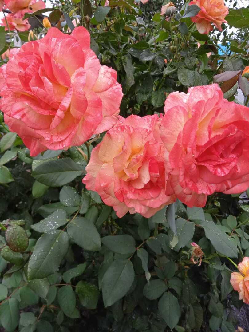 Преображение моей дачи: как из шести соток создать райский плодоносящий сад и цветущий уголок, делюсь своим опытом.