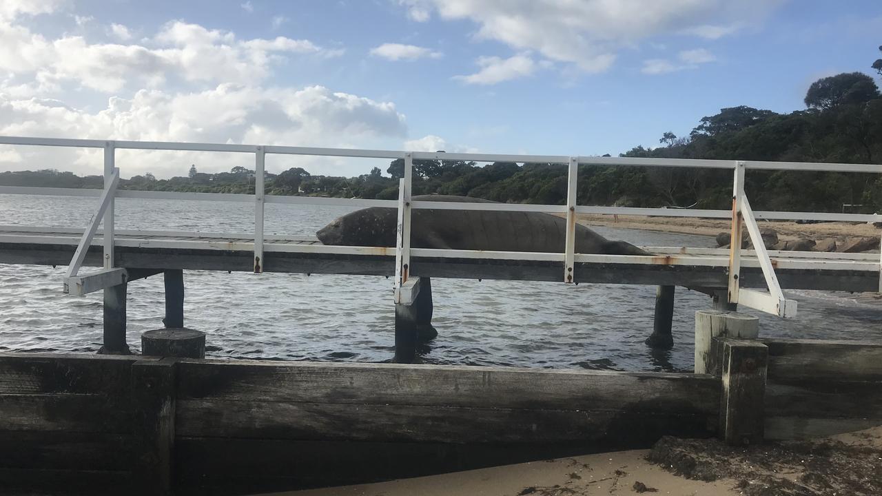 Южный морской слон Генри посещает викторианские приморские города