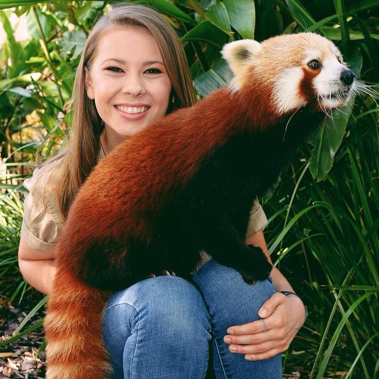 Красная панда Рави оказалась в безопасности, так как пушистый красный хвост был замечен на смоковнице